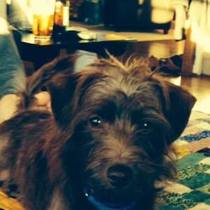 Meet your Posher, Henry